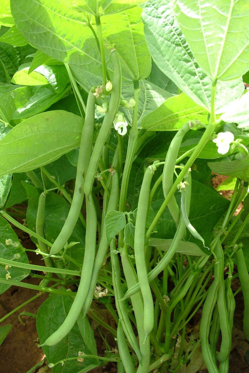 Seed photo