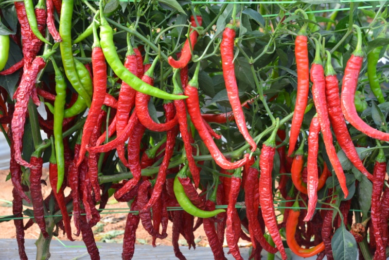 Seed photo